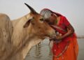 Why an e-mail about cows is intensifying considerations about educational freedom in India