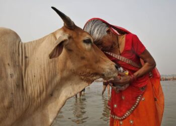 Why an e-mail about cows is intensifying considerations about educational freedom in India Why an e-mail about cows is intensifying considerations about educational freedom in India