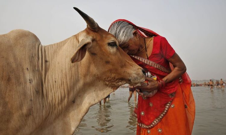 Why an e-mail about cows is intensifying considerations about educational freedom in India
