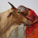 Why an e-mail about cows is intensifying considerations about educational freedom in India