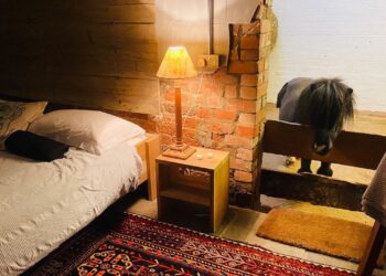 Distinctive Airbnb barn with miniature horse Basil prices 0 per evening Distinctive Airbnb barn with miniature horse Basil prices 0 per evening