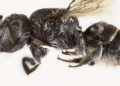 Scientists uncover new “lucifer” bee with devil-like horns lurking in critically endangered wildflower in Australia Scientists uncover new “lucifer” bee with devil-like horns lurking in critically endangered wildflower in Australia