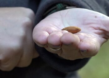 California farmers push again on Prop 50 redistricting plan