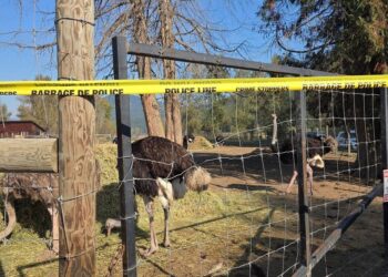 Canadian ostrich farm loses lengthy authorized battle to keep away from cull of its birds, regardless of plea from RFK Jr. Canadian ostrich farm loses lengthy authorized battle to keep away from cull of its birds, regardless of plea from RFK Jr.