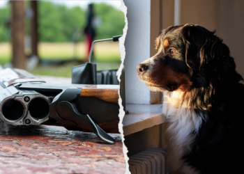 Canine shoots proprietor after leaping on mattress throughout gun cleansing accident in Pennsylvania residence Canine shoots proprietor after leaping on mattress throughout gun cleansing accident in Pennsylvania residence