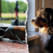 Canine shoots proprietor after leaping on mattress throughout gun cleansing accident in Pennsylvania residence Canine shoots proprietor after leaping on mattress throughout gun cleansing accident in Pennsylvania residence