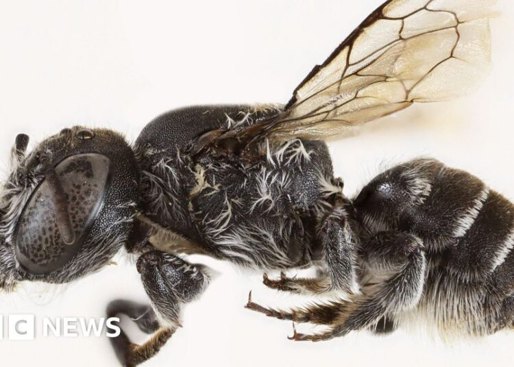 New ‘Lucifer’ bee with devil-like horns present in Australia