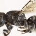 New ‘Lucifer’ bee with devil-like horns present in Australia
