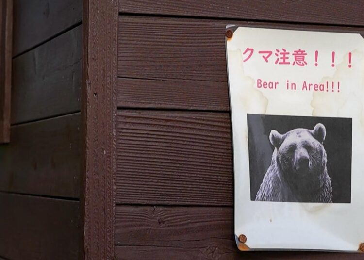 U.S. points uncommon warning to Individuals in Japan: Watch out for bear assaults