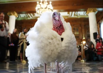 Why will we eat Turkey on Thanksgiving? It’s sophisticated.