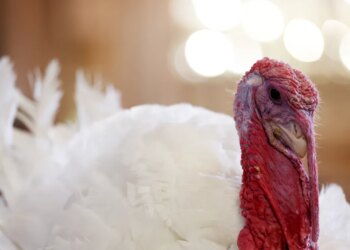 What if we didn’t serve turkey on Thanksgiving? What if we didn’t serve turkey on Thanksgiving?