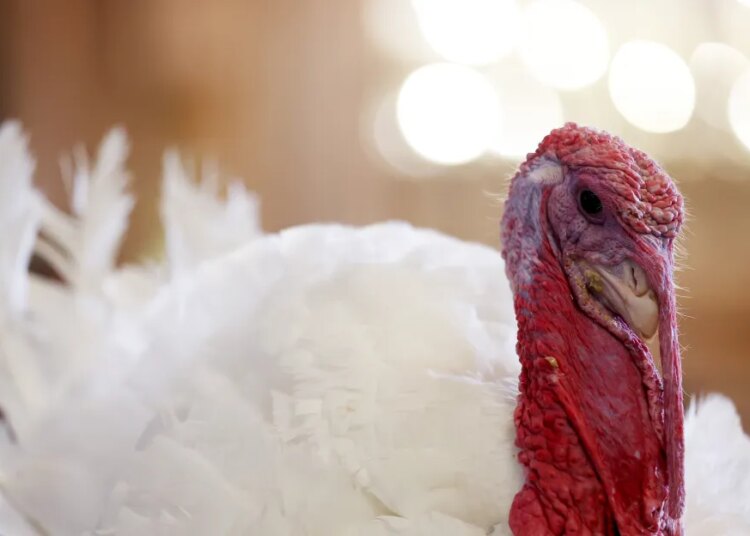 What if we didn’t serve turkey on Thanksgiving? What if we didn’t serve turkey on Thanksgiving?