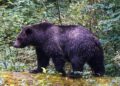 Academics battle off grizzly bear attacking college students in British Columbia: ‘Heroes’