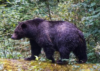 Academics battle off grizzly bear attacking college students in British Columbia: ‘Heroes’ Academics battle off grizzly bear attacking college students in British Columbia: ‘Heroes’