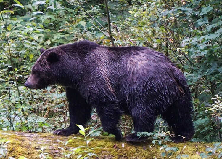 Academics battle off grizzly bear attacking college students in British Columbia: ‘Heroes’