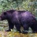 Academics battle off grizzly bear attacking college students in British Columbia: ‘Heroes’