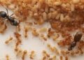 Parasitic ant queen chemically manipulates staff into killing their mom
