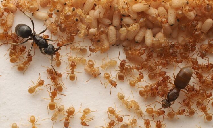 Parasitic ant queen chemically manipulates staff into killing their mom Parasitic ant queen chemically manipulates staff into killing their mom