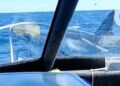 Viral video reveals shark leaping from water onto fishing boat in New Zealand Viral video reveals shark leaping from water onto fishing boat in New Zealand