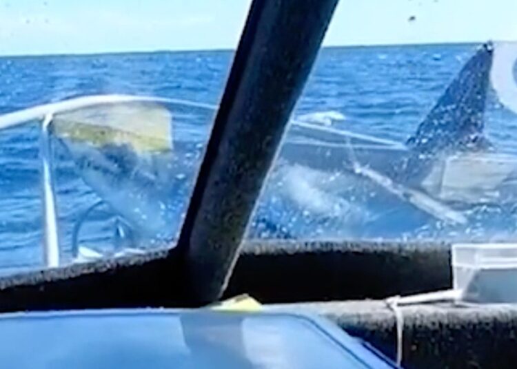 Viral video reveals shark leaping from water onto fishing boat in New Zealand