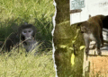 Mississippi mom says she shot escaped monkey to guard youngsters Mississippi mom says she shot escaped monkey to guard youngsters