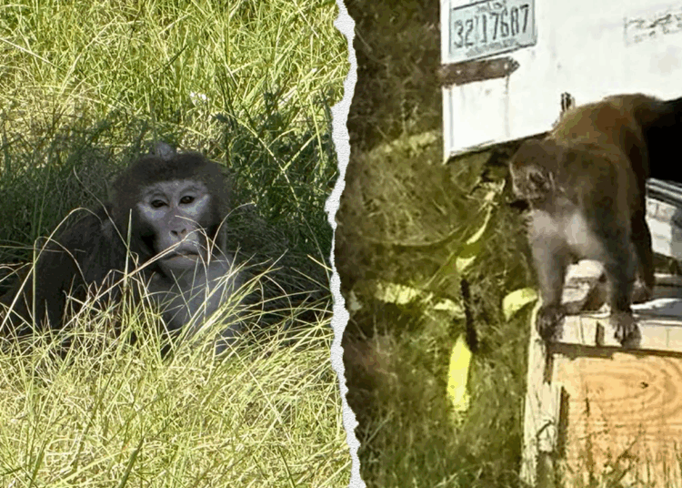 Mississippi mom says she shot escaped monkey to guard youngsters