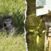 Mississippi mom says she shot escaped monkey to guard youngsters