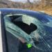 Bald eagle drops cat carcass onto driver’s windshield in weird incident