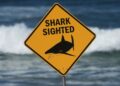 Shark kills 1 and critically wounds one other in Australia