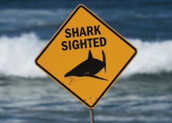 Shark kills 1 and critically wounds one other in Australia