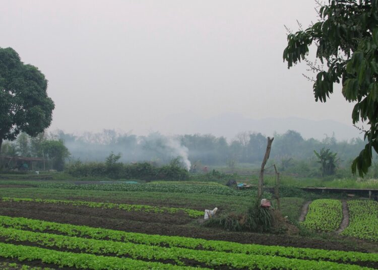 American man, son die in Laos after being stung by a swarm of wasps American man, son die in Laos after being stung by a swarm of wasps