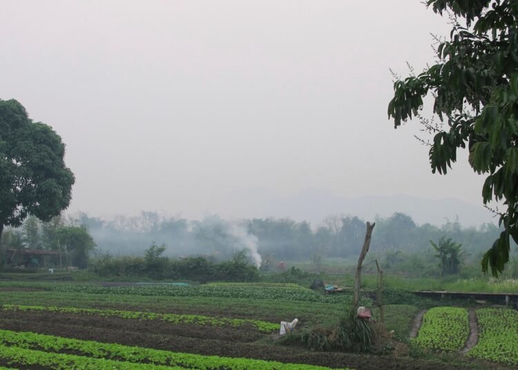 American man and son die after struggling stings from swarm of wasps ziplining in Laos American man and son die after struggling stings from swarm of wasps ziplining in Laos