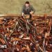 Australia was seen as a world chief in gun management