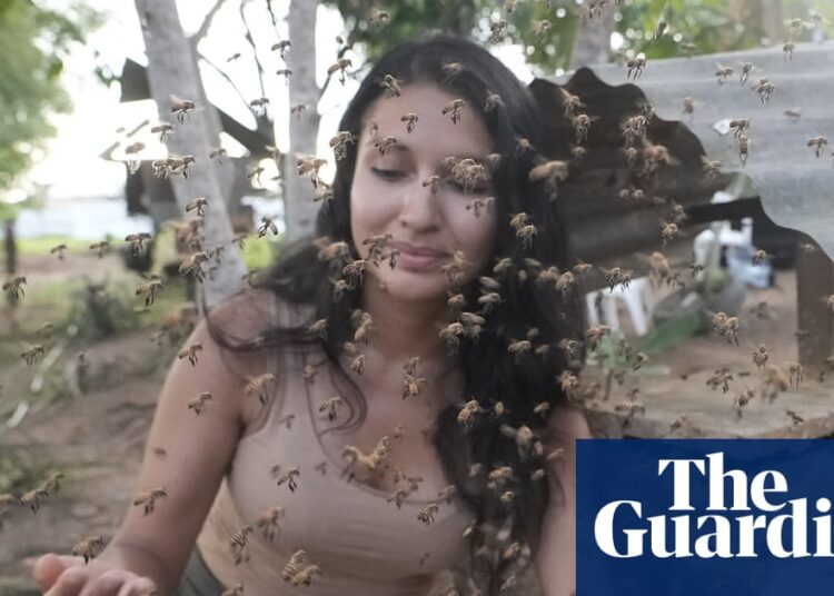 Stingless bees from the Amazon granted authorized rights in world first | Bees