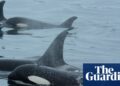 Orcas group up with dolphins to hunt salmon, research finds | Atmosphere