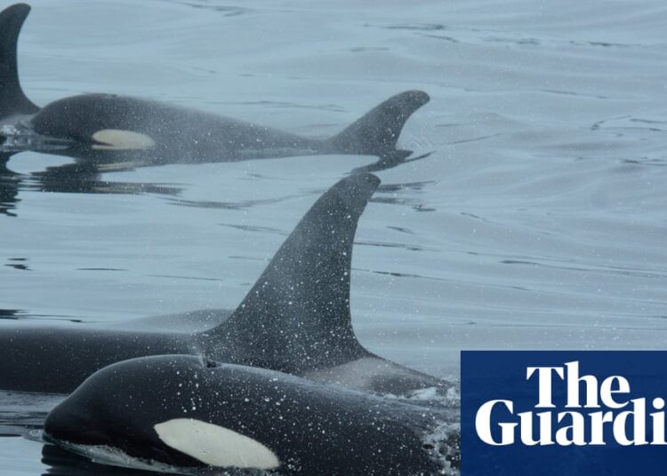 Orcas group up with dolphins to hunt salmon, research finds | Atmosphere Orcas group up with dolphins to hunt salmon, research finds | Atmosphere