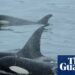 Orcas group up with dolphins to hunt salmon, research finds | Atmosphere