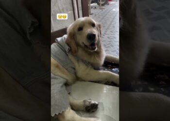 Canines #doge  #Comedy#Humorous#ComedyShorts#FunnyShorts#ViralComedy#LaughOutLoud#Humor#relatable