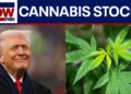 Hashish shares surge after studies that Trump could reclassify the drug this week Hashish shares surge after studies that Trump could reclassify the drug this week