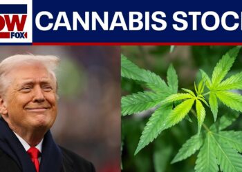 Hashish shares surge after studies that Trump could reclassify the drug this week
