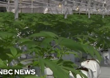 Trump anticipated to ease hashish restrictions by govt order