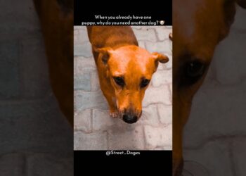 Have already one pet #actuality #streetdog #shorts #doge