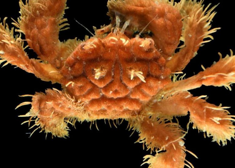 Scientists discovered creatures by no means seen earlier than by diving into the ocean’s ‘twilight zone’