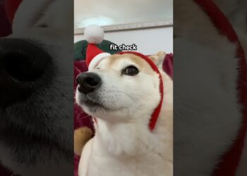 Final Christmas I gave you my Doge #cutenessoverload