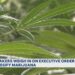Tennessee lawmakers weigh in on govt order to reclassify marijuana