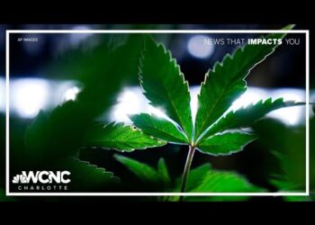 Trump govt order sparks new questions for NC's hemp trade