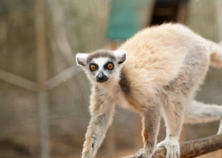 Miharingana ny gidro maneran-tany. Ity no hany fomba hamonjena azy ireo. Miharingana ny gidro maneran-tany. Ity no hany fomba hamonjena azy ireo.