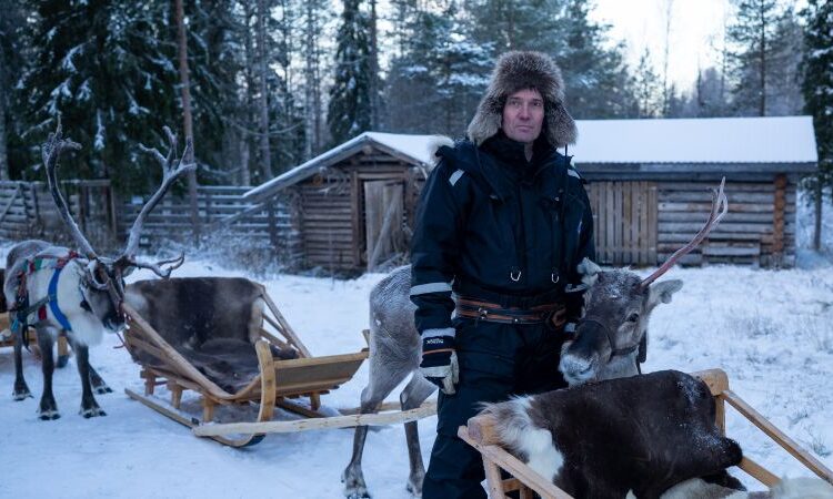 Finland’s reindeer are below risk. Is Russia’s conflict in Ukraine guilty?