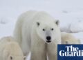 Scientists log uncommon case of feminine polar bear adopting cub: ‘They’re actually good mothers’ | Canada Scientists log uncommon case of feminine polar bear adopting cub: ‘They’re actually good mothers’ | Canada