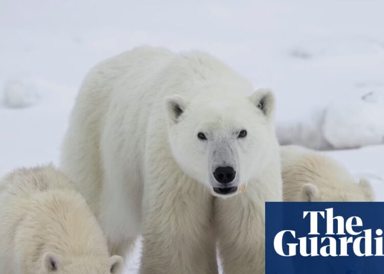Scientists log uncommon case of feminine polar bear adopting cub: ‘They’re actually good mothers’ | Canada Scientists log uncommon case of feminine polar bear adopting cub: ‘They’re actually good mothers’ | Canada